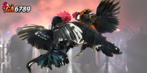 Giới thiệu tổng quan về đá gà Thomo là gì