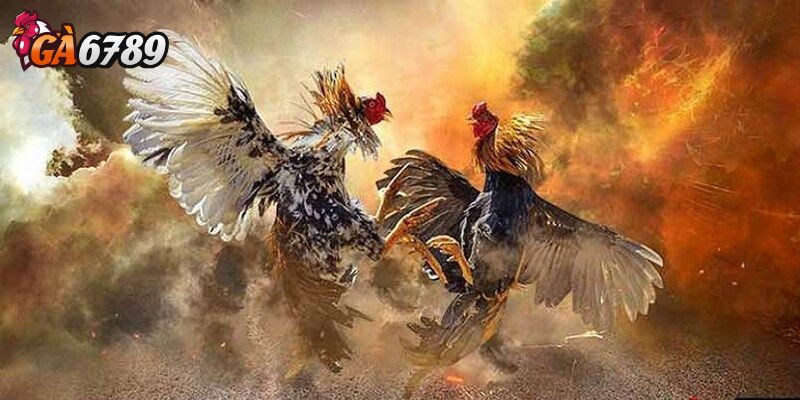 Hệ thống hoạt động chuyên nghiệp