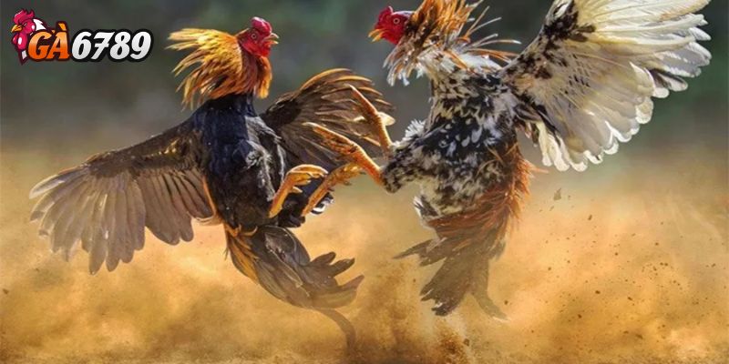 Sới đấu và thời tiết