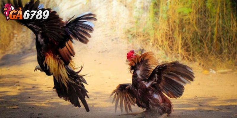 Theo dõi lịch sử và thống kê