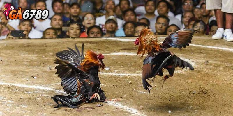 Tổng quan về cách đọc bảng kèo đá gà