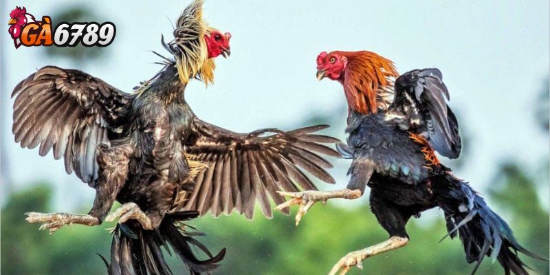 Tổng quan về đá gà trực tuyến